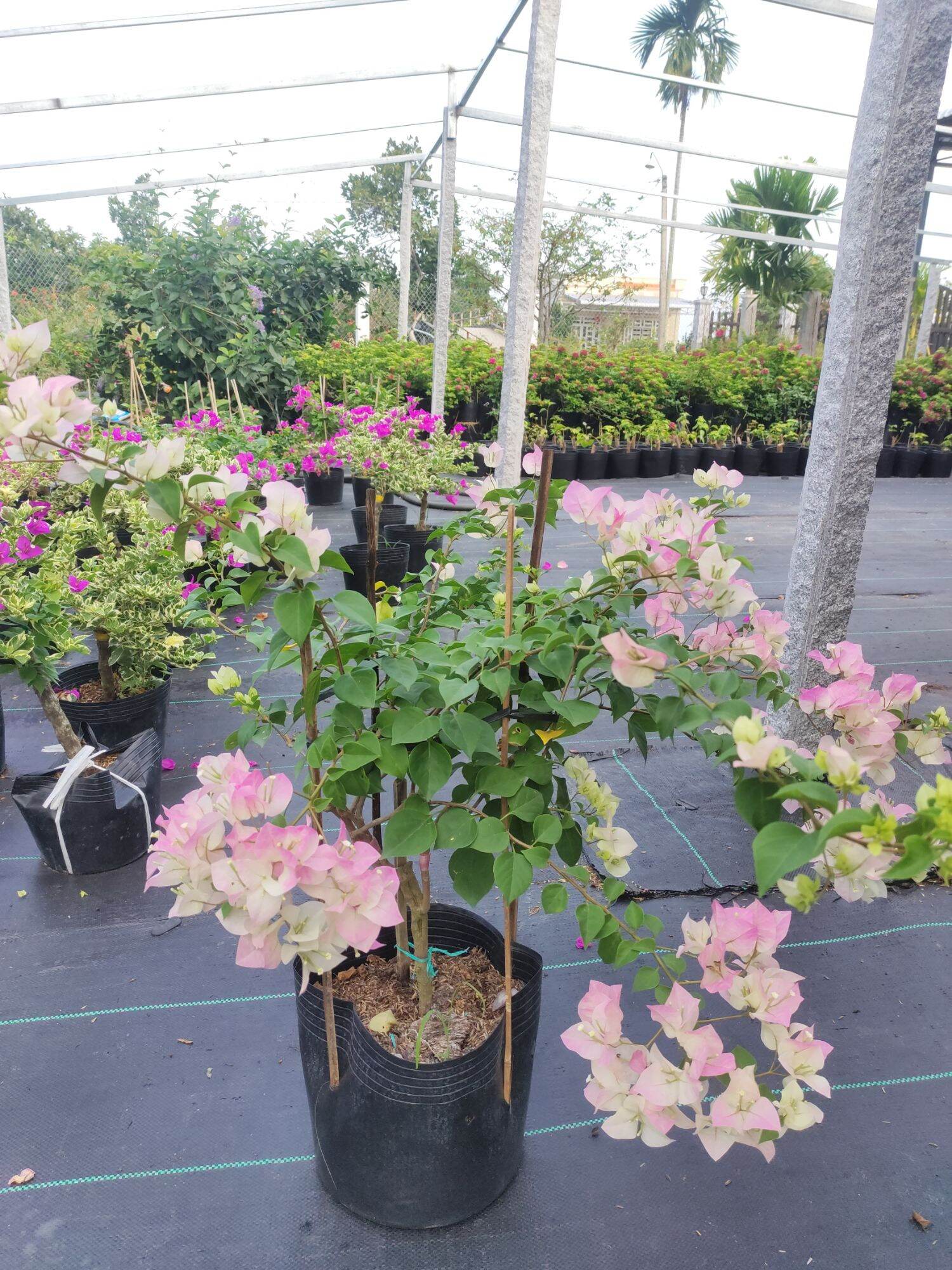 Cây hoa giấy Sakura phớt hồng, cây thuần chậu đang hoa