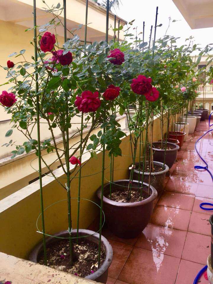 50 cọc chống cây làm giàn 1m8 fi11