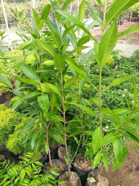 Cây Vối nếp thơm, uống ngon