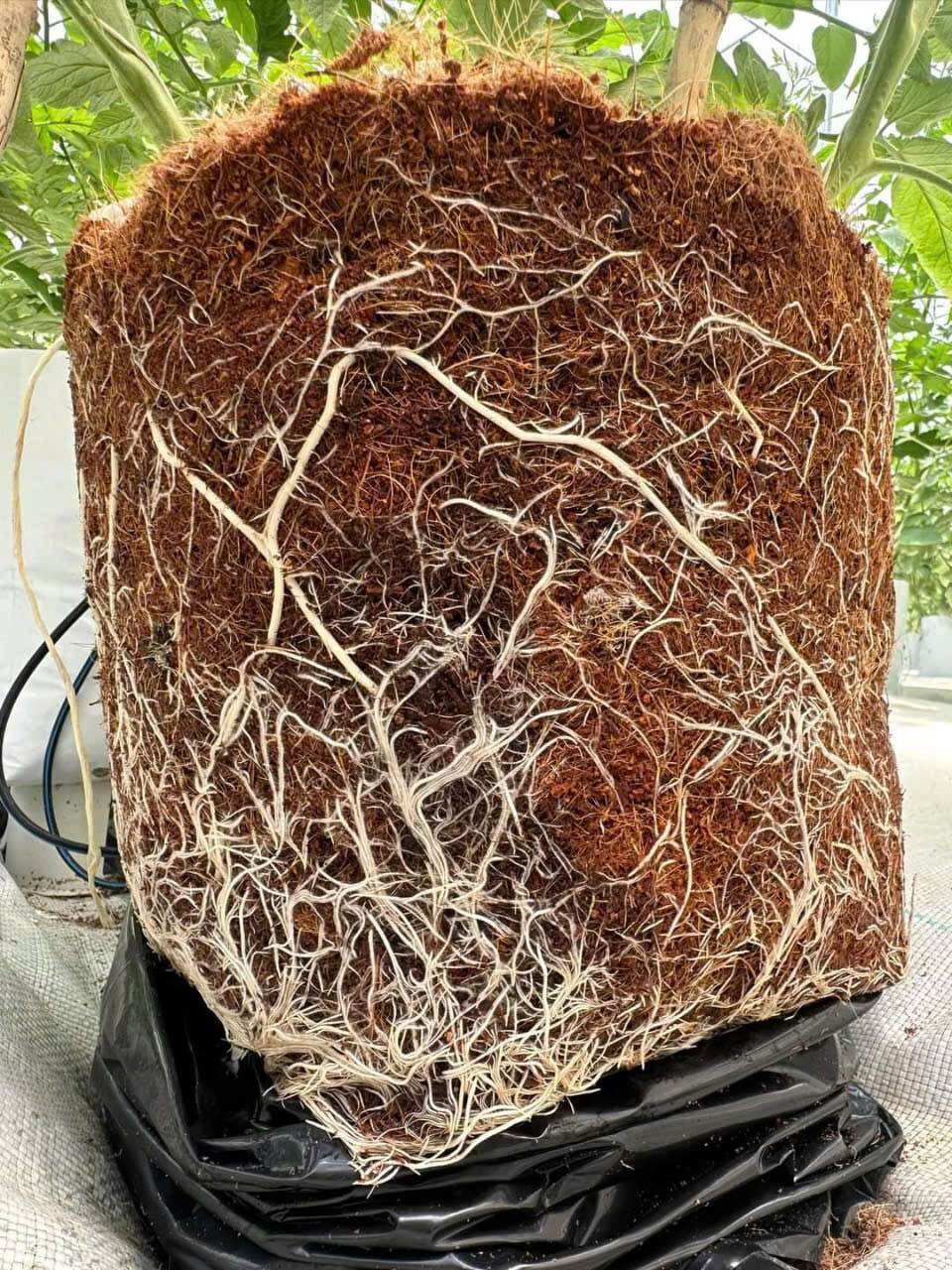 Humic Siêu Kích rễ chai 1 lít