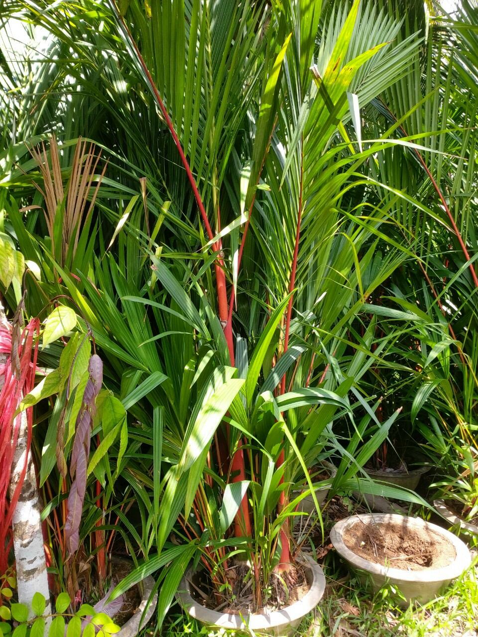 Cau đỏ phong thủy 1m6