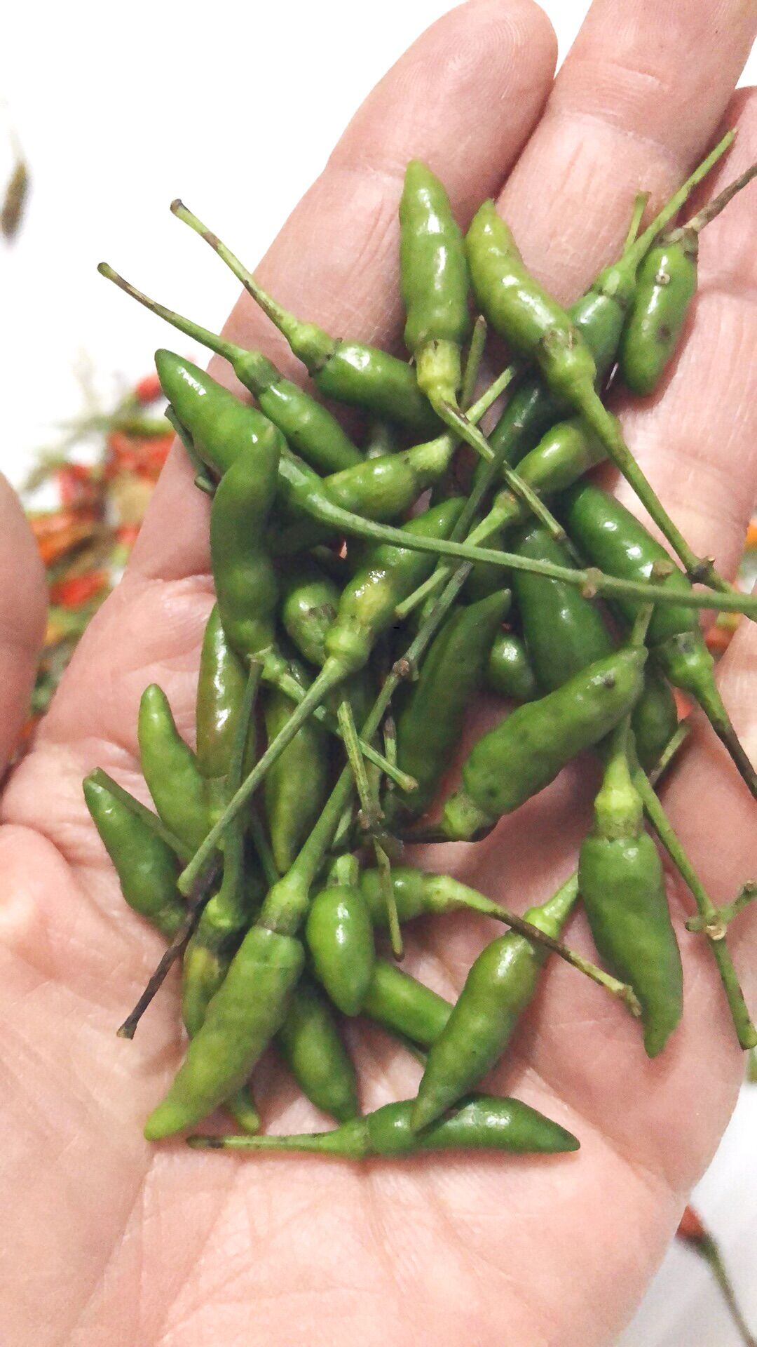 Ớt thóc xanh Tây Bắc 150k/kg
