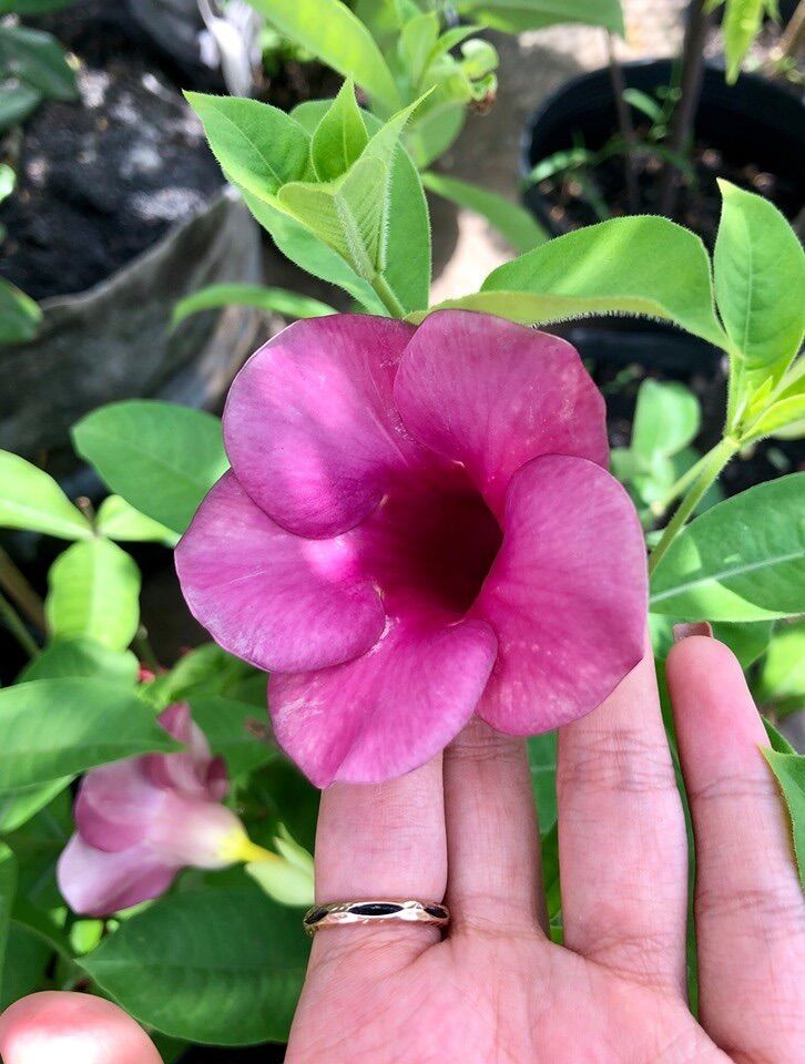 Cây hoa Quỳnh anh tím
