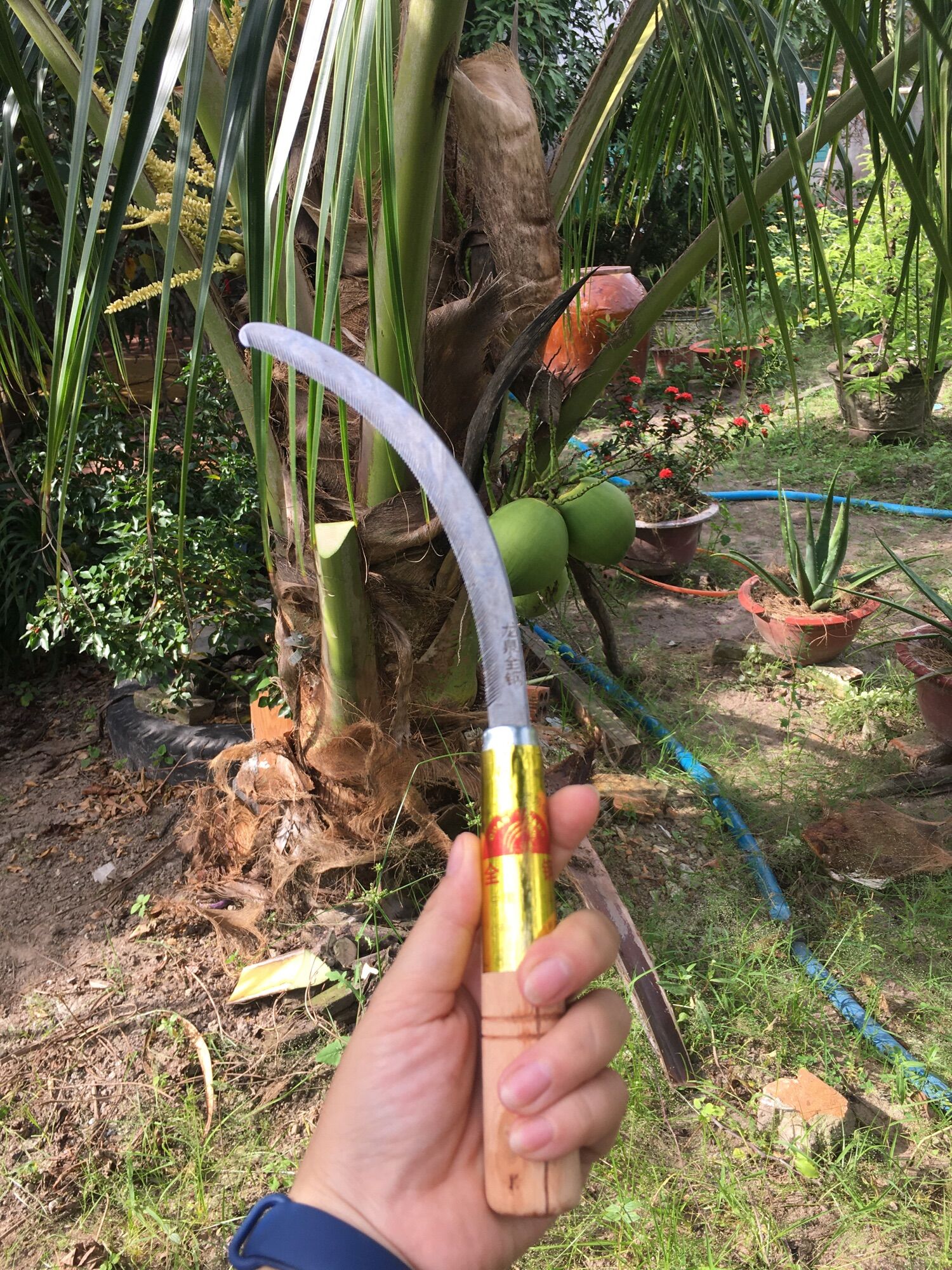 SET 5 LIỀM CÁN GỖ SIÊU BÉN CẮT DỪA, CỎ VOI...