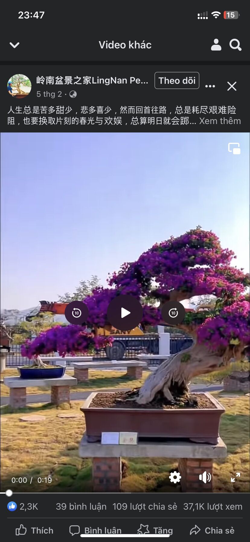 Hoa giấy ngũ sắc