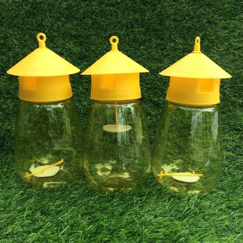bộ bẫy ruồi vàng kèm mồi nhử