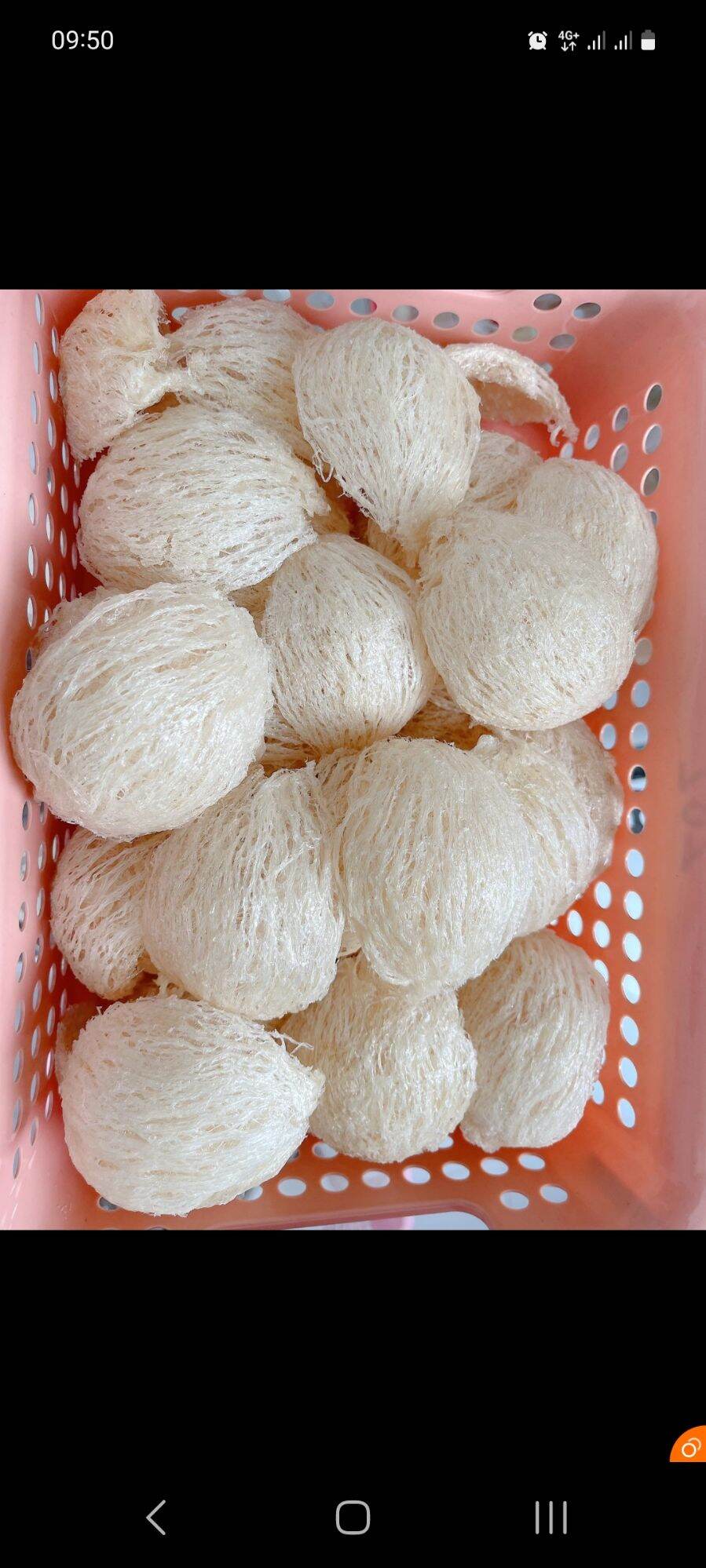 Yến rút lông dùng thử 1 tổ 10gr