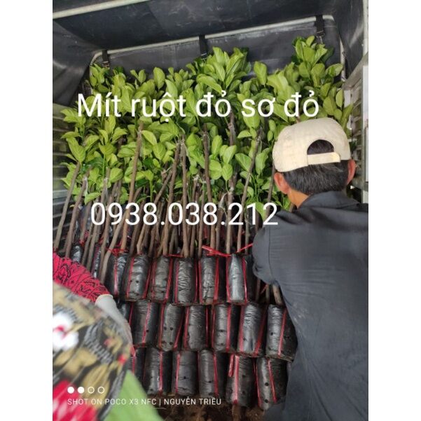CÂY GIỐNG MÍT RUỘT ĐỎ SƠ ĐỎ MALAYSIA