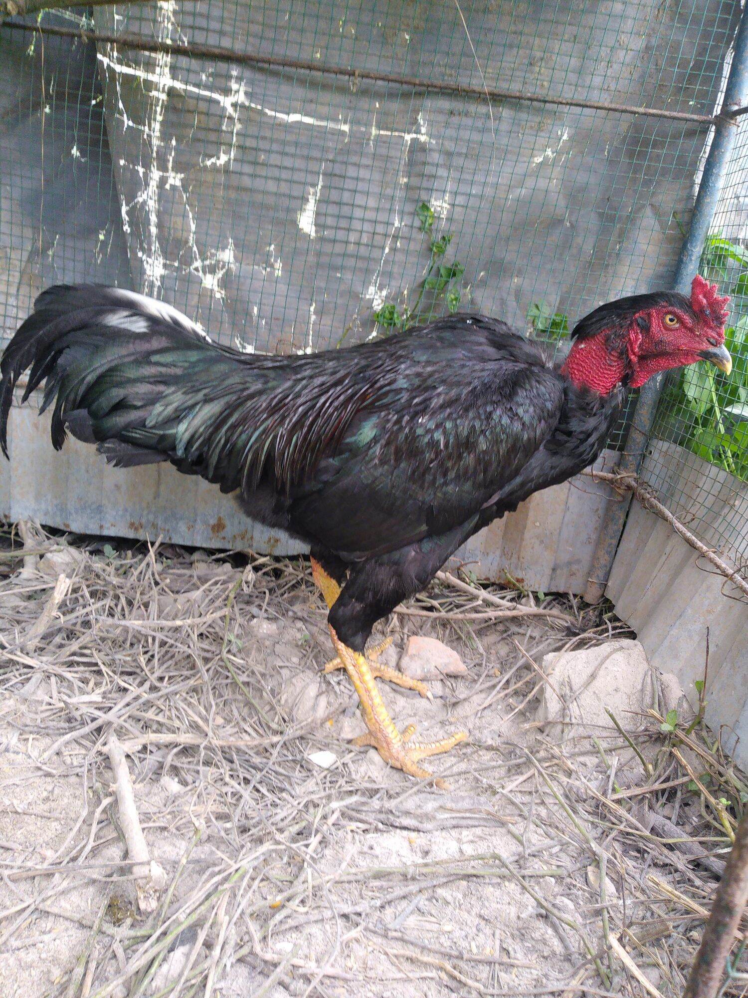 Trứng gà chọi giống về ấp