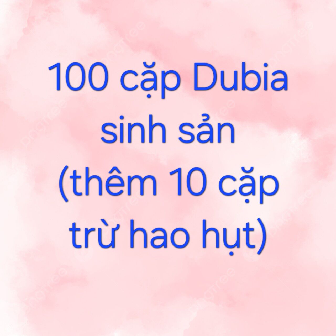 100 cặp dubia ss