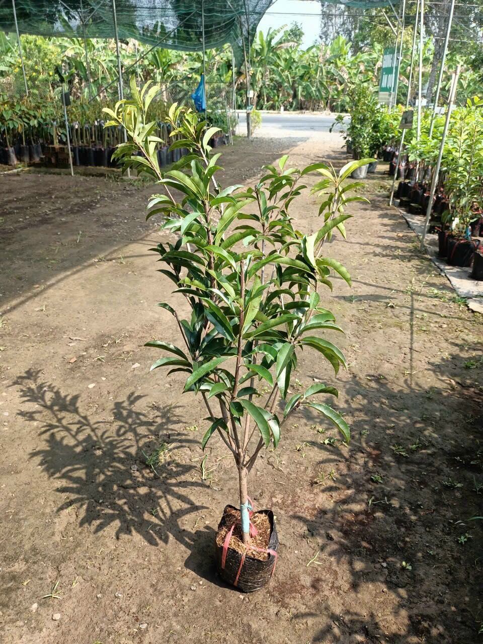 Cây Giống Sapo Mexico