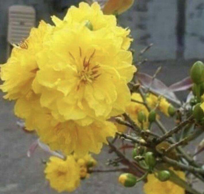 Cây Mai vàng ghép Cúc Thọ Hương ( cao 50-80 cm )