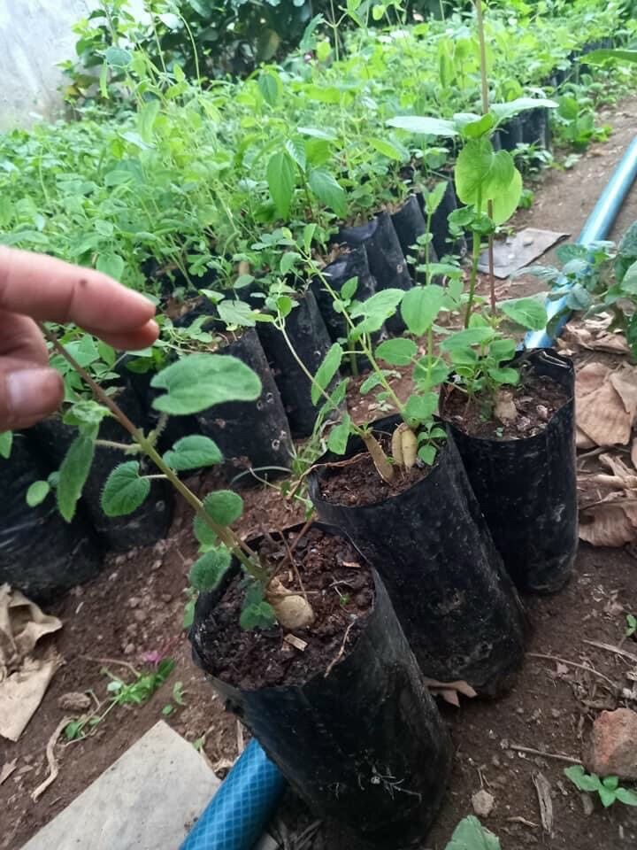 Cây giống sâm dây(đơn 10 cây)