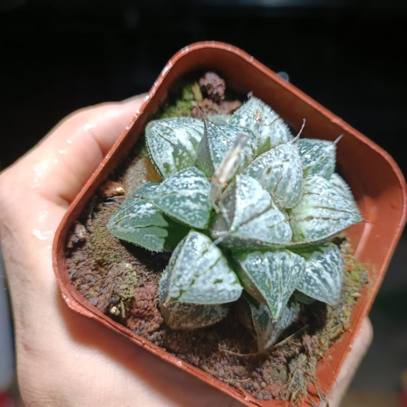 ( Sale 50%) Sen đá Haworthia yuki rất đẹp 6_7 cm
