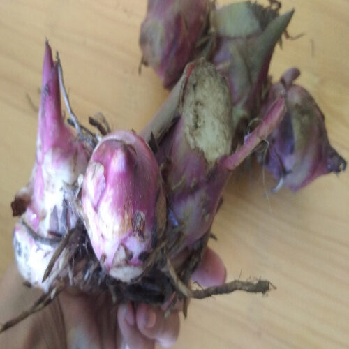 Củ dong riềng đỏ tươi 01 kg. Lh 0982 772 015
