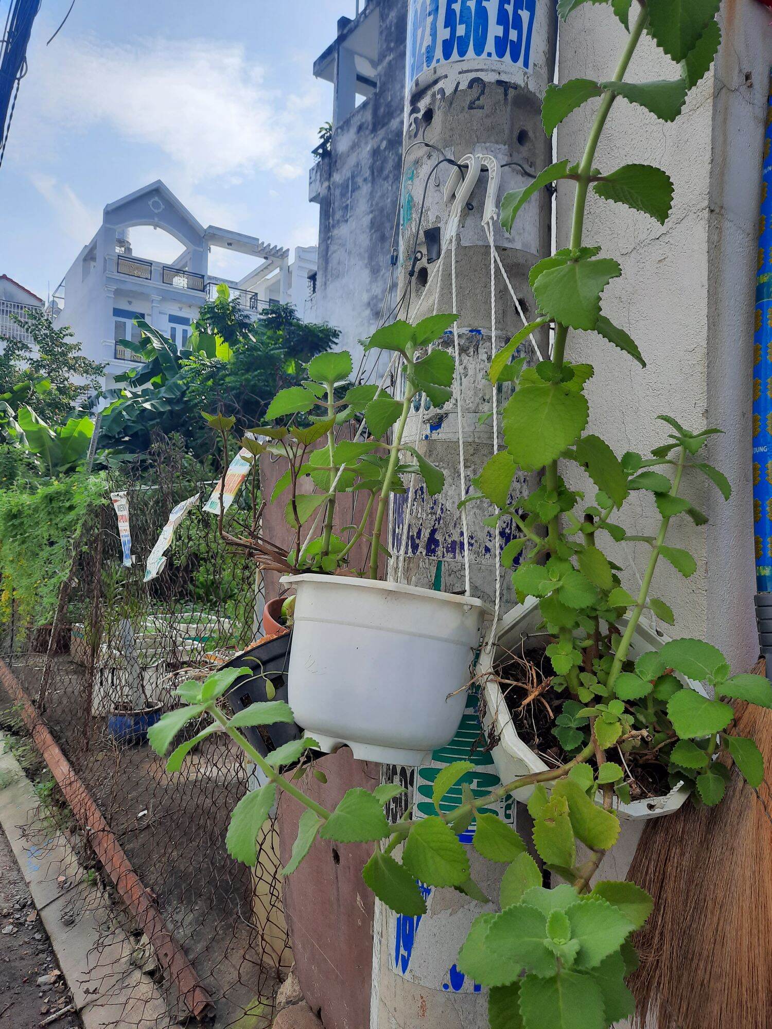 Chậu rau tần dày lá hỗ trợ ho lâu ngày ở trẻ nhỏ