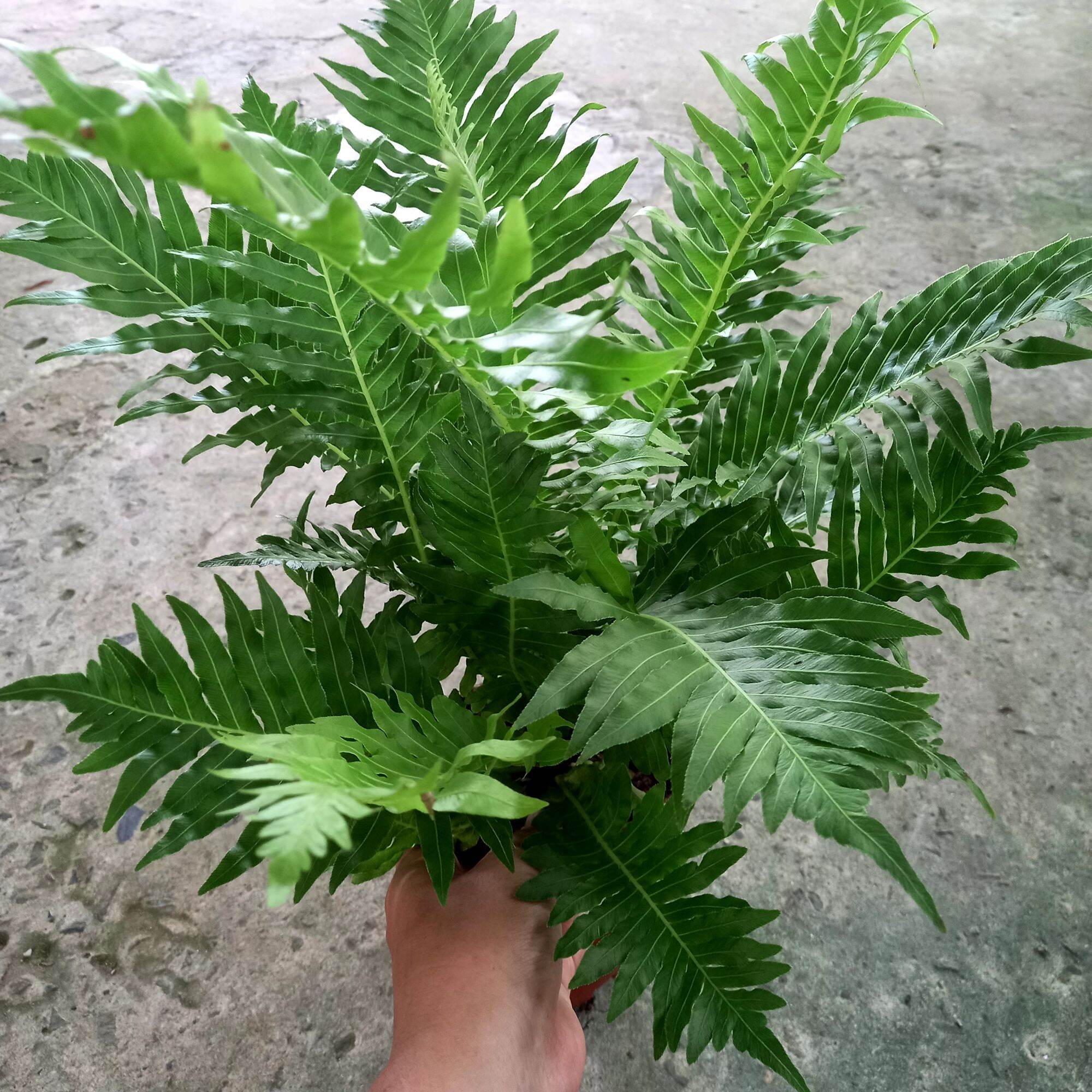 Cây Dương xỉ để bàn