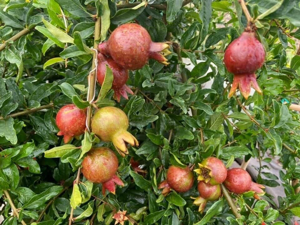 Cây lựu lùn Ấn Độ(70-90cm)