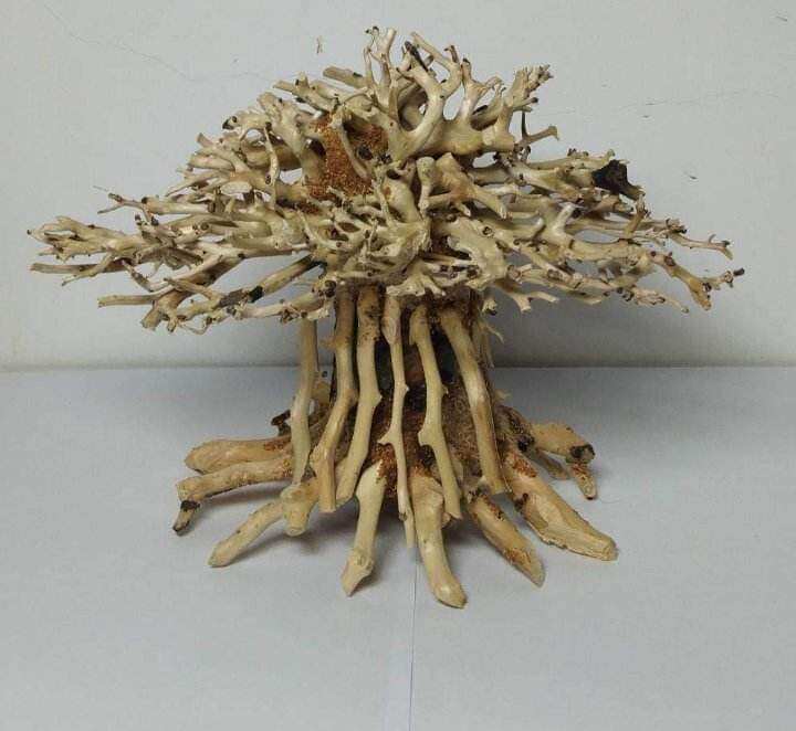 Cây lũa bonsai mini dành cho hồ nhỏ, hồ dưới 40cm