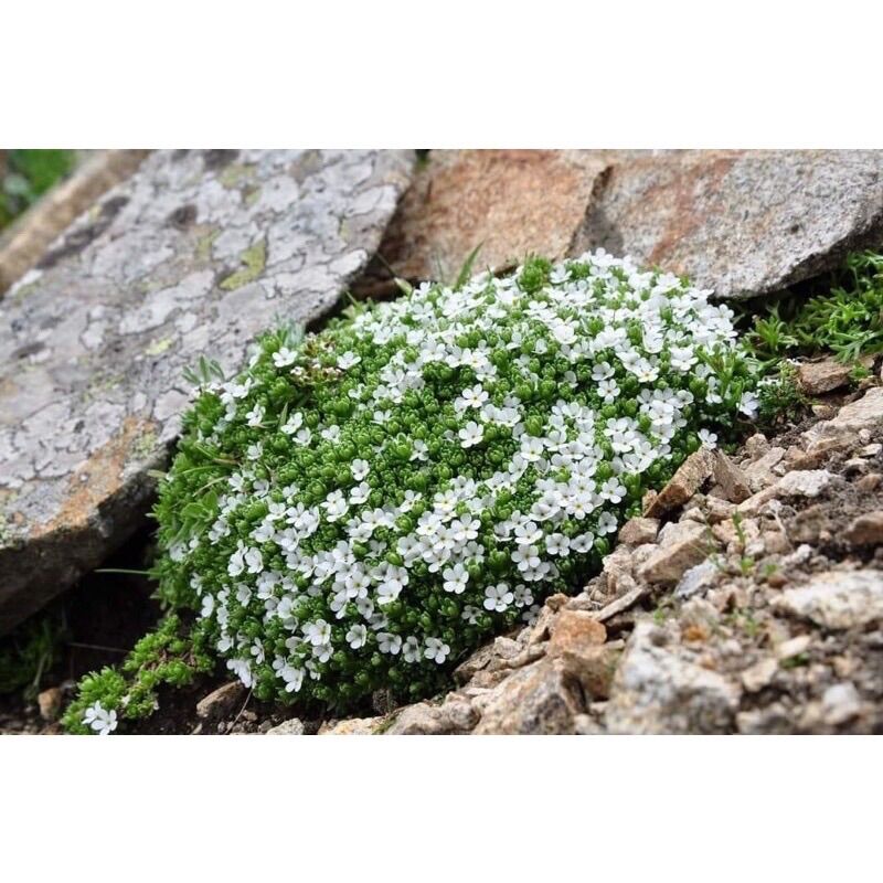 CHUẨN HOA 🌹 TẾT 🌸 Hạt Hoa Leo Đá đủ màu(1 gói 100 hạt)
