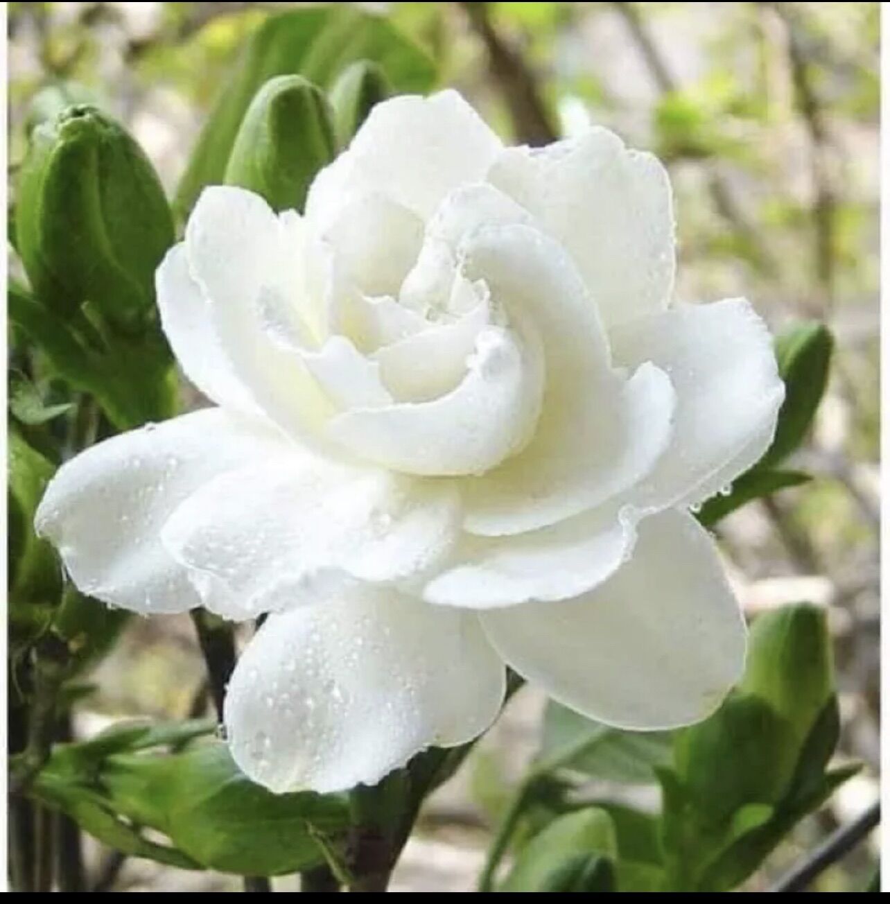 Cây giống bạch thiên hương