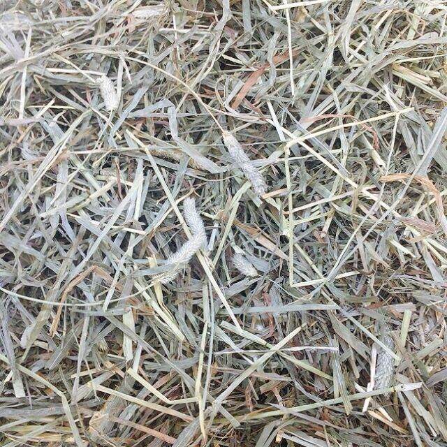 Cỏ timothy thái lan 400g thức ăn cho thỏ, bọ ú, sóc bắc mỹ...