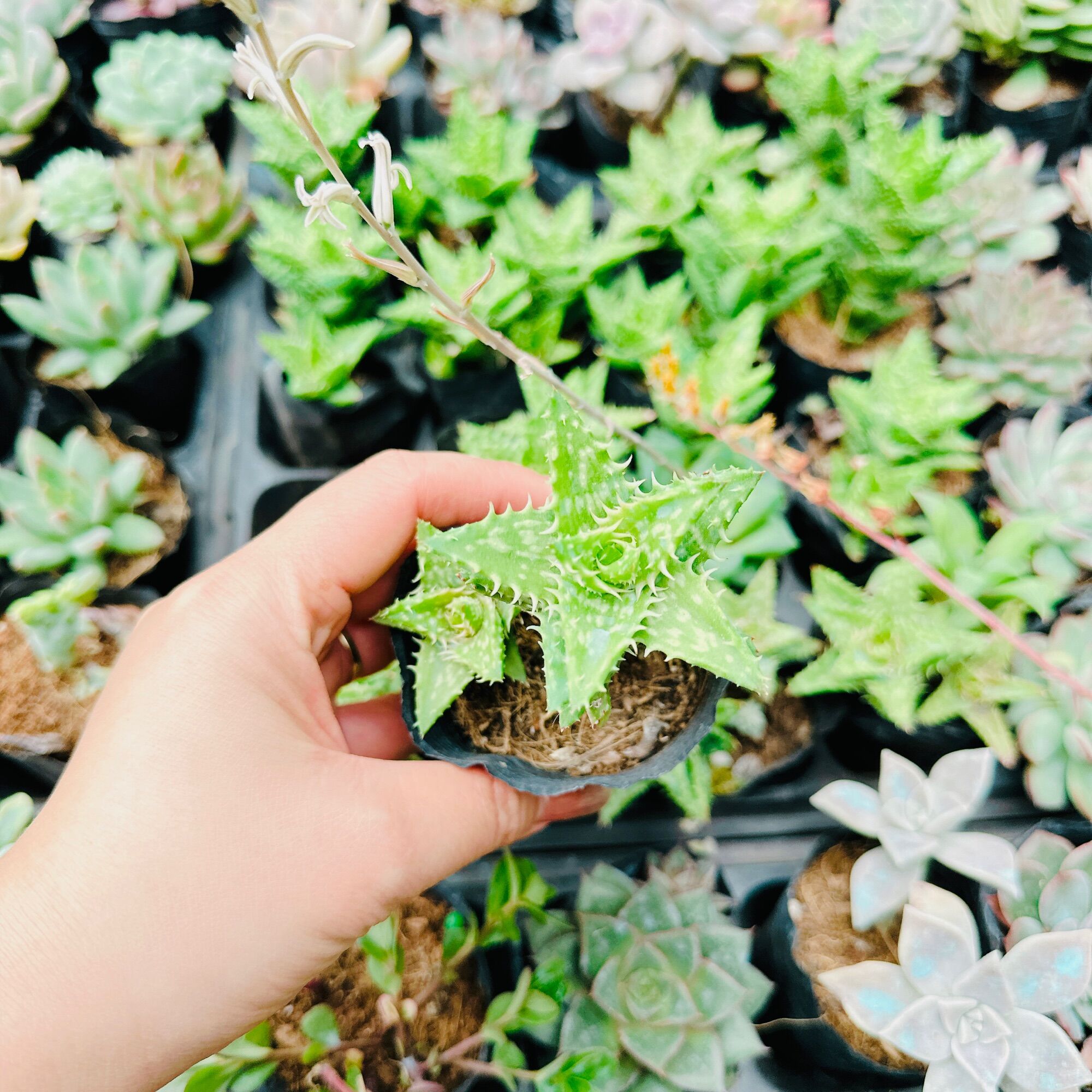Sen đá hàm cá sấu size bầu 3-5 cm xuất vườn đà Lạt