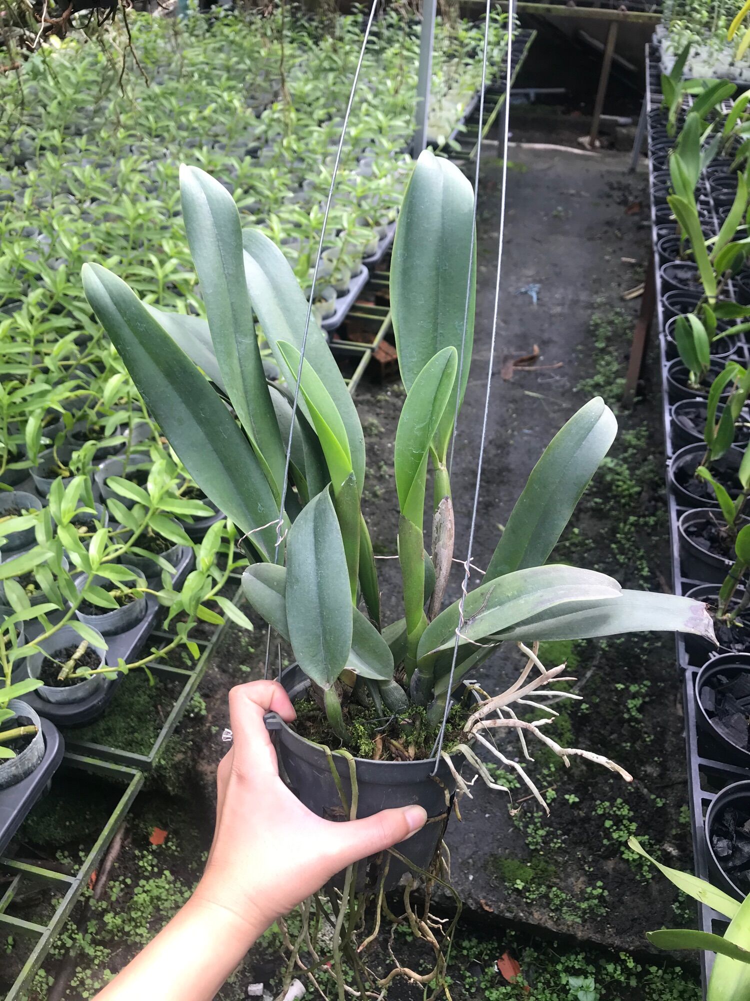 Lan Cattleya Trưởng Thành Nhiều Màu