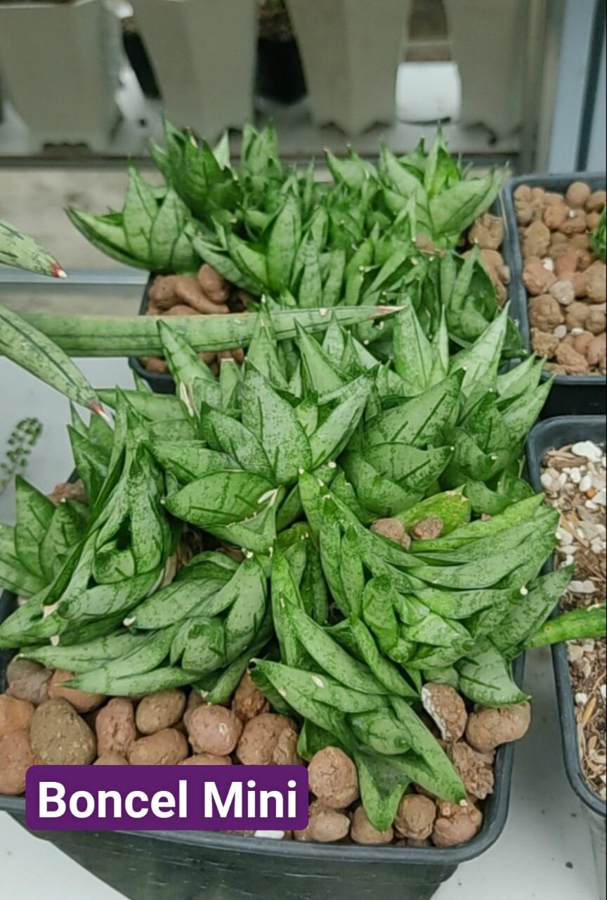 Cây lưỡi hổ mini - Sansevieria Boncel Mini