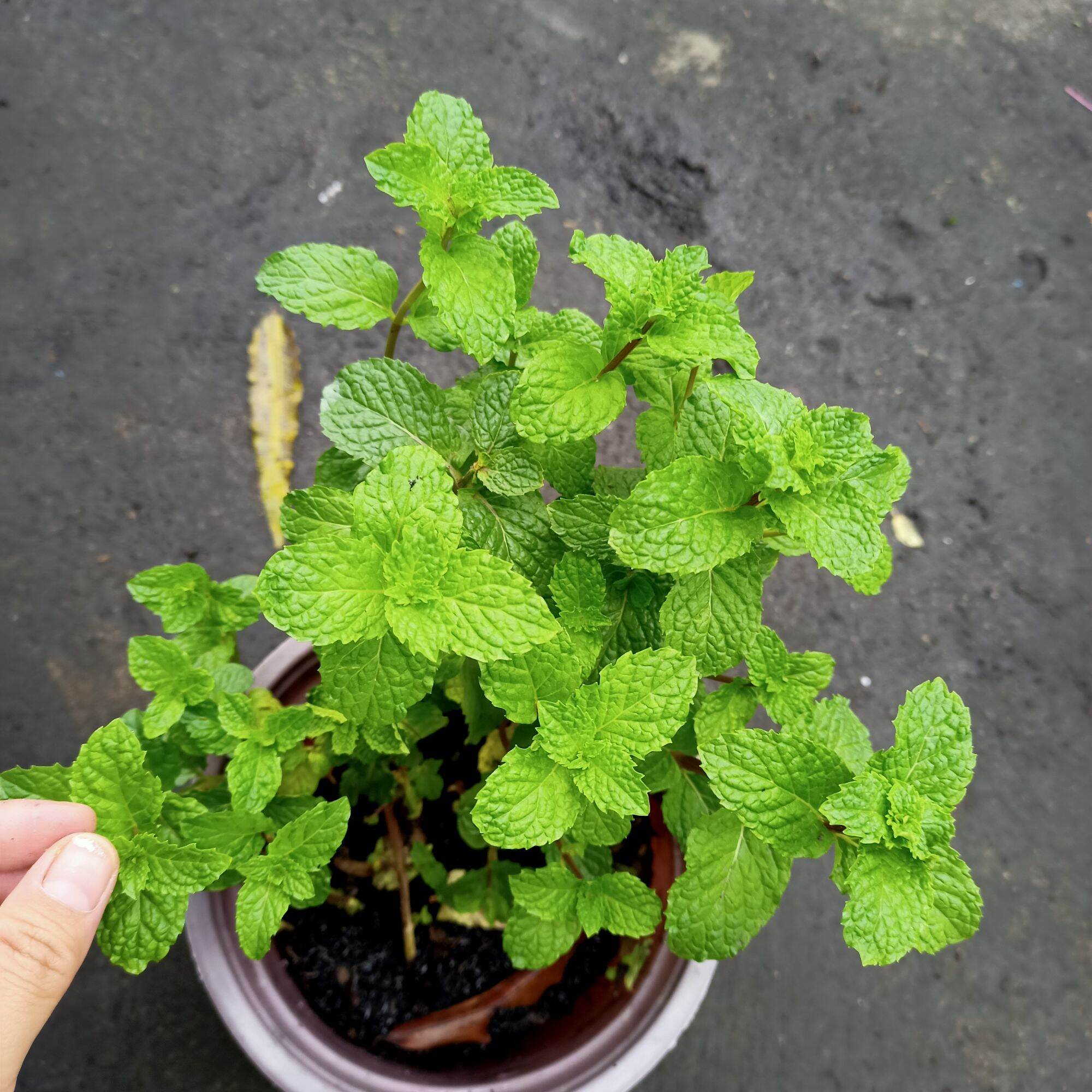 Chậu cây rau húng lủi, húng bạc hà