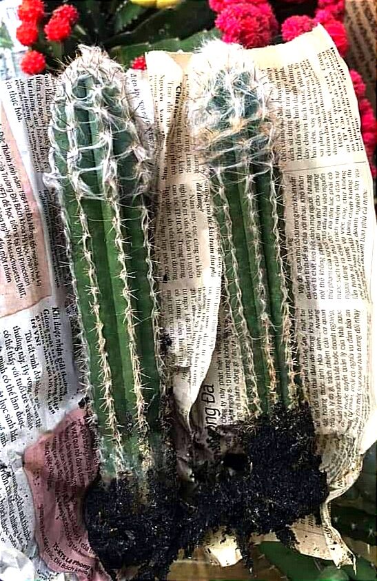 Cây xương rồng trụ lông