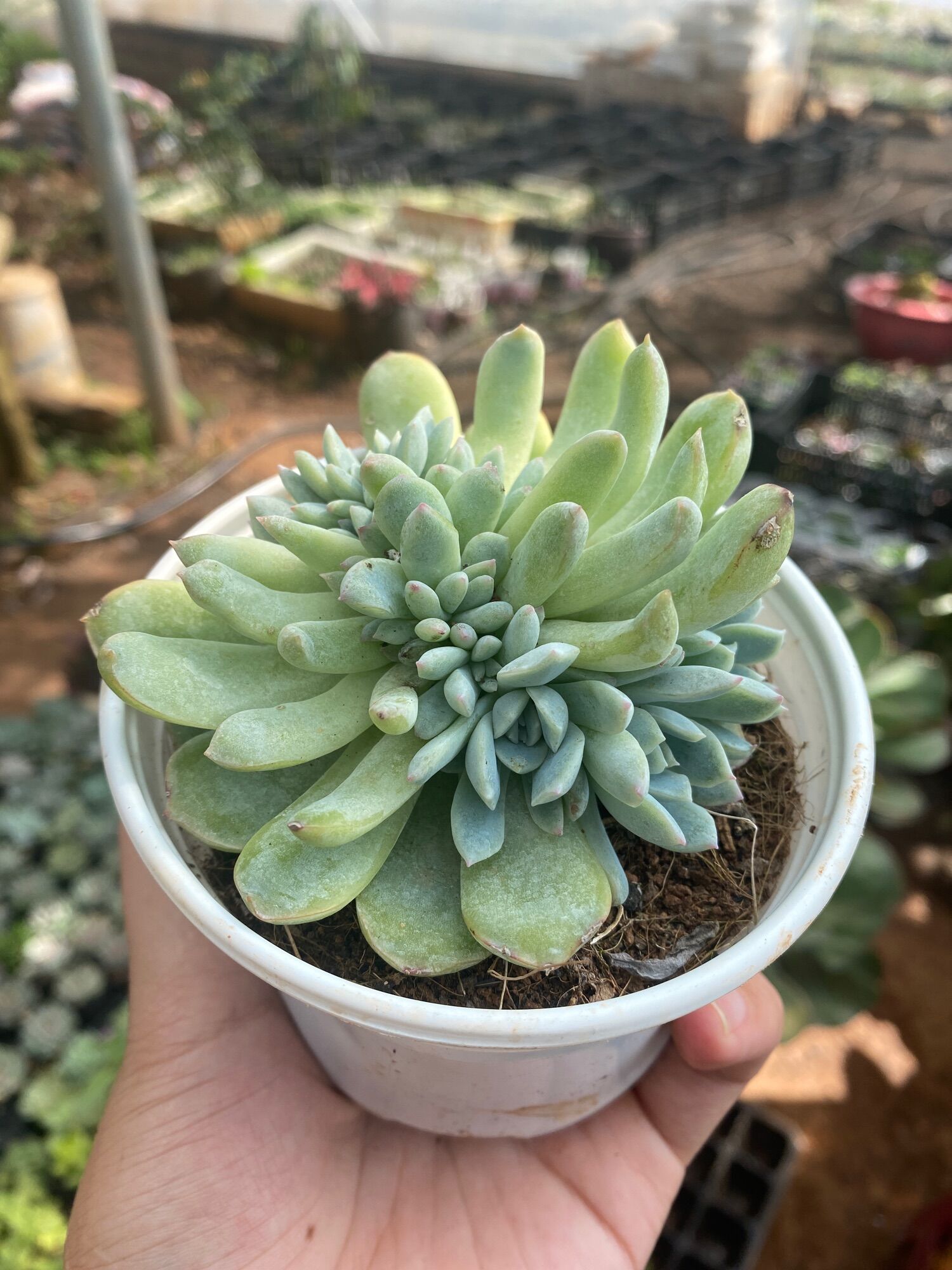 Random SEN ĐÁ CREST Size 3-5cm ĐÀ LẠT🍏không chậu🥤FREESHIP🔥Lỗi1đổi1