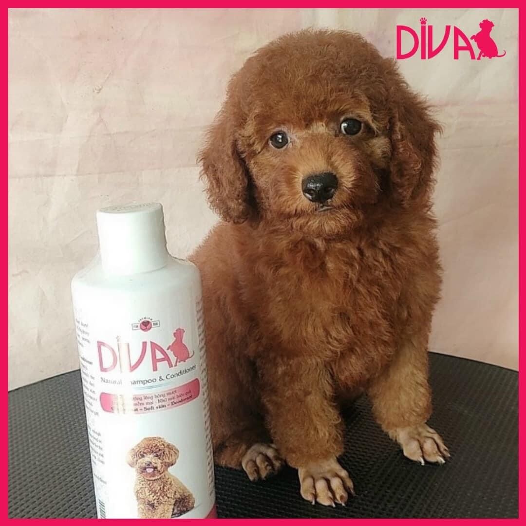 Sữa tắm thơm mượt chống rụng Diva cho chó