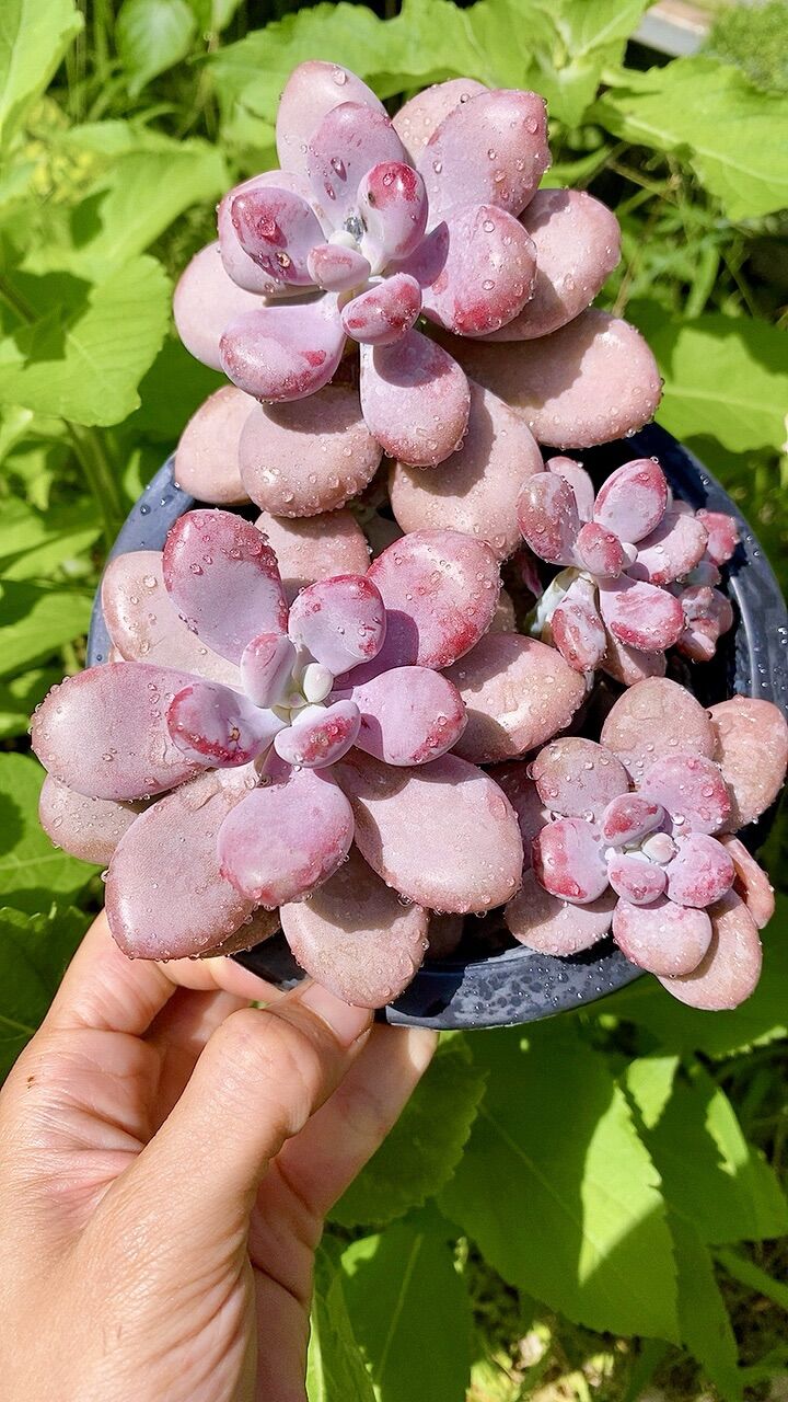 Sen đá sỏi Hồng