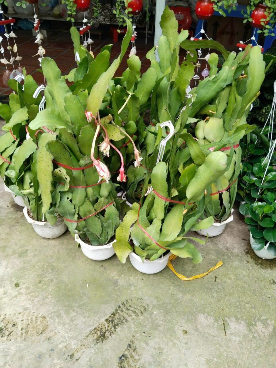 Cây đại nhật quỳnh