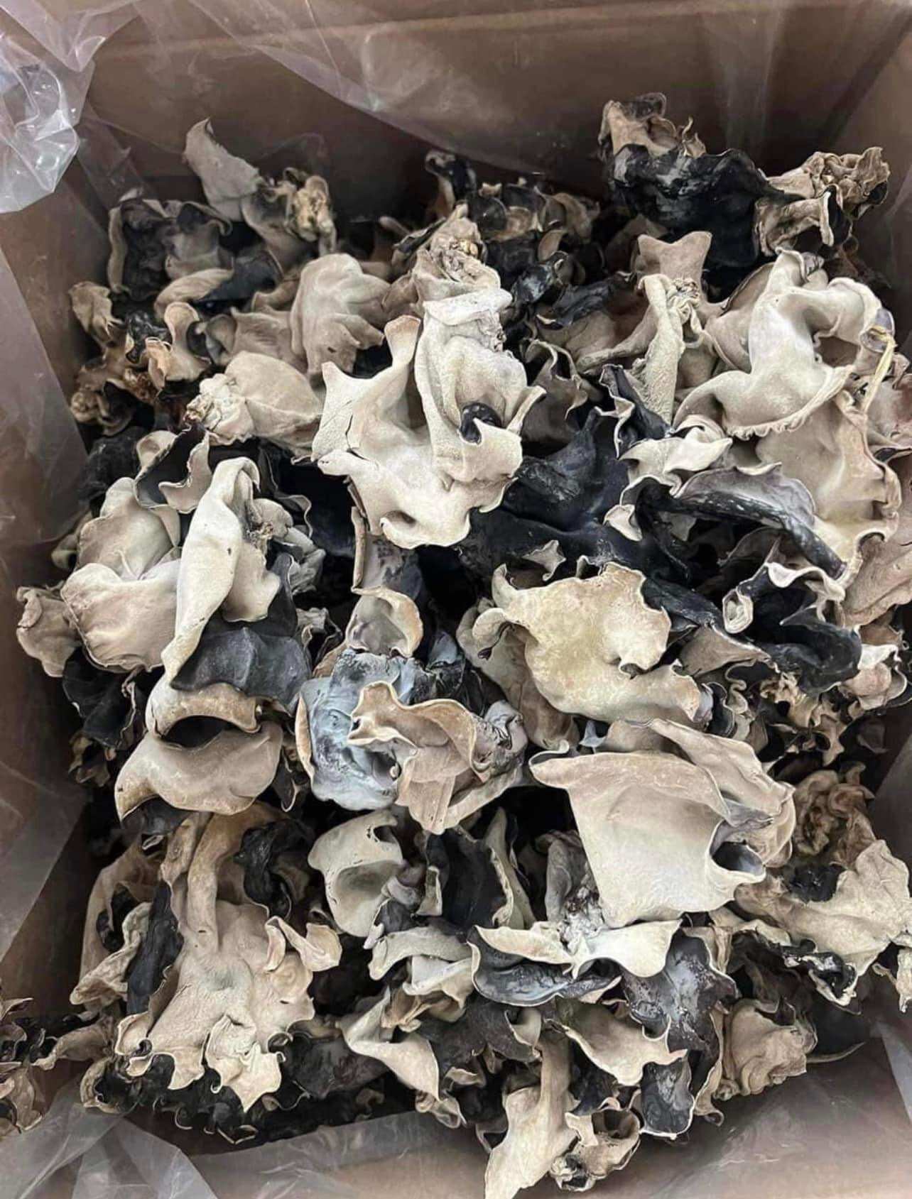 100gr mọc nhĩ
