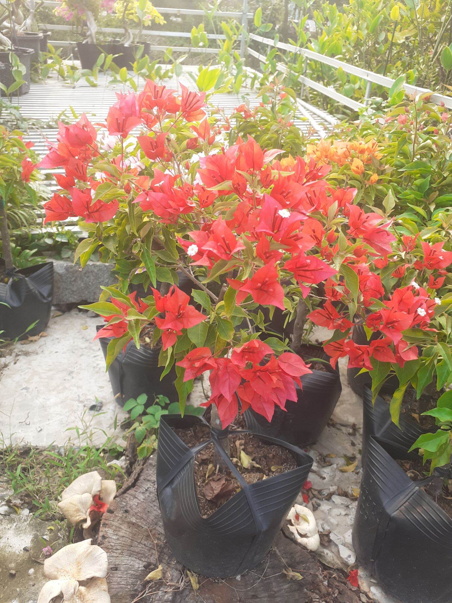 Hoa giấy Đỏ lửa