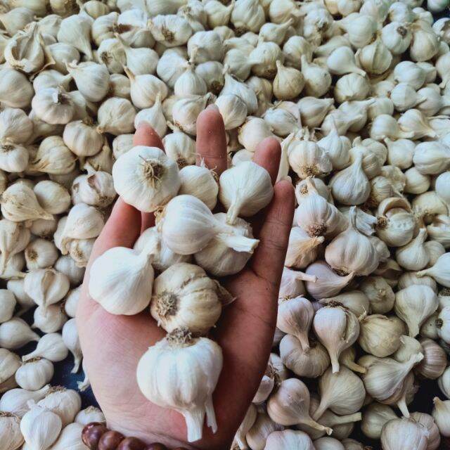 1KG Tỏi khô Phan Rang