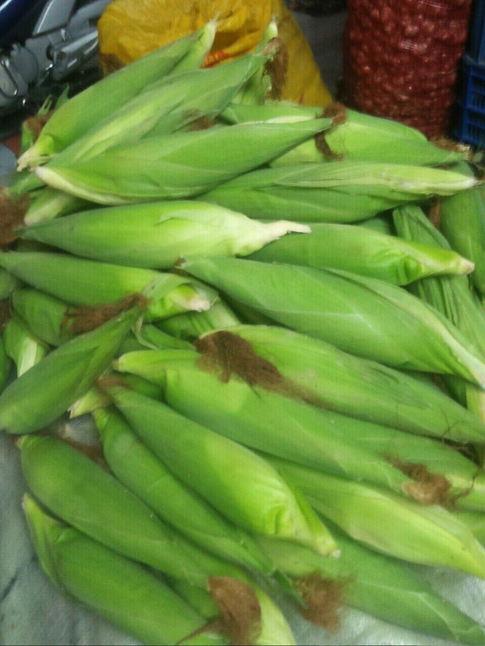 Bắp mỹ vàng tươi ngọt ngây 4kg