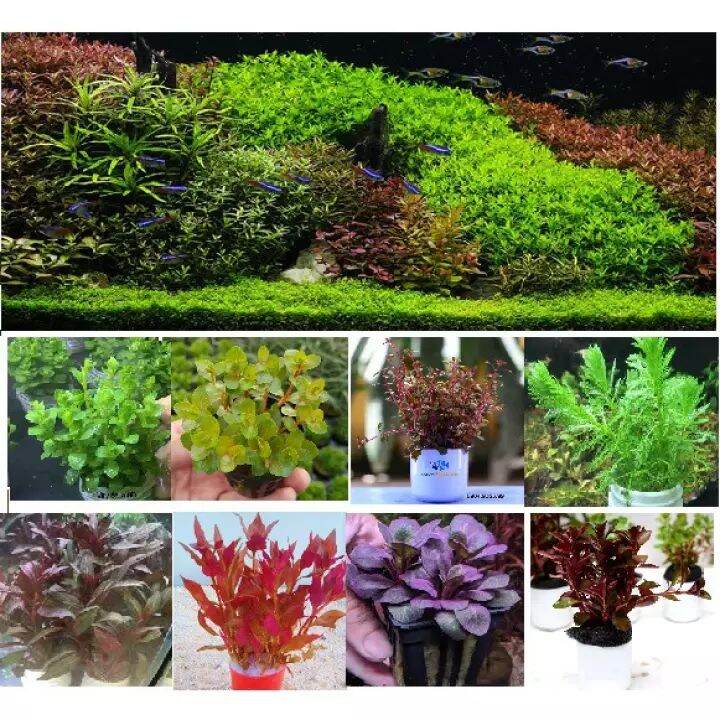 Combo 9 loại cây thủy sinh cắt cắm ĐẸP cho bể thủy sinh
