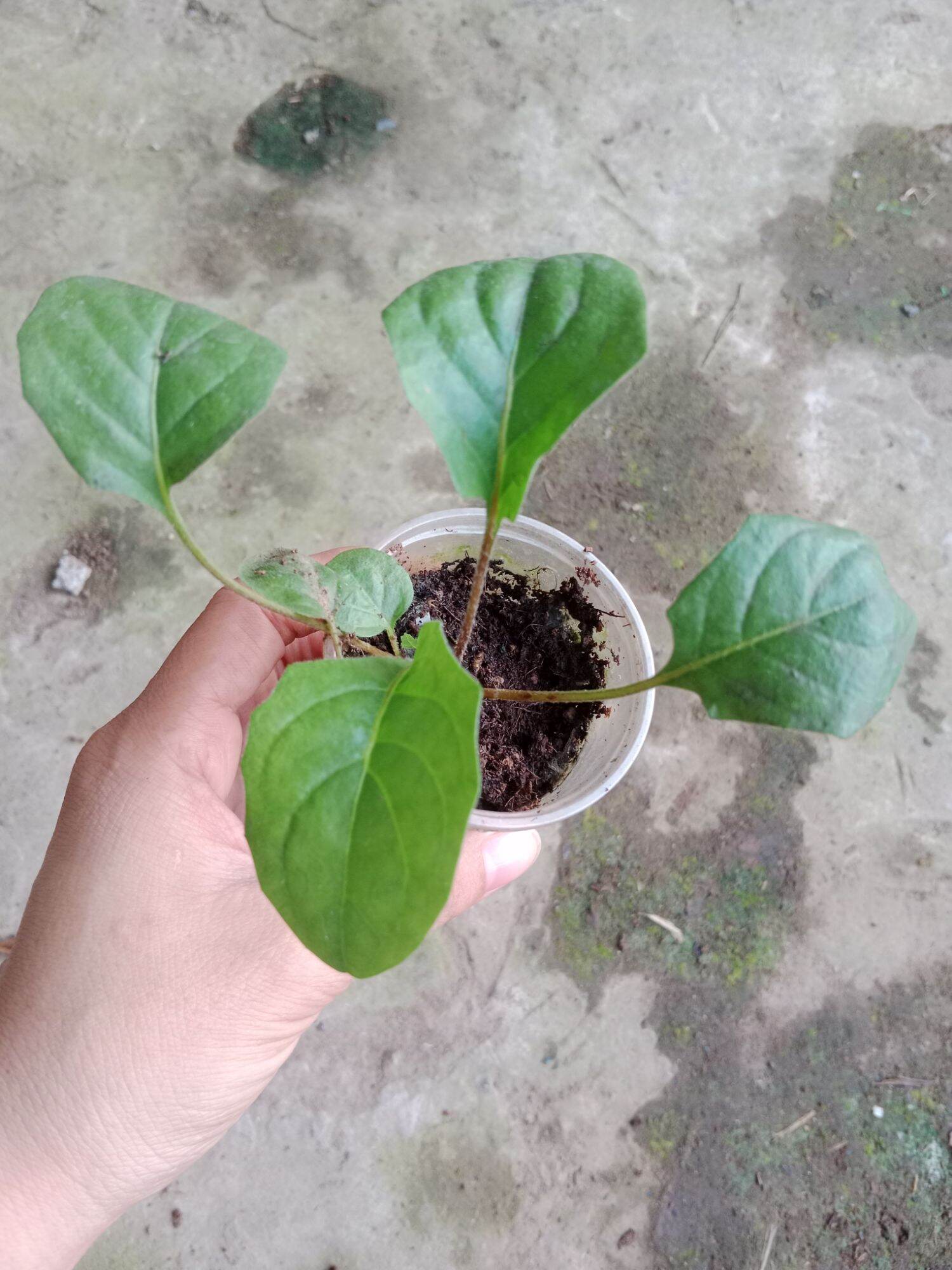 (Cây bé) CÚC ĐỒNG TIỀN HỒNG NHỤY ĐEN