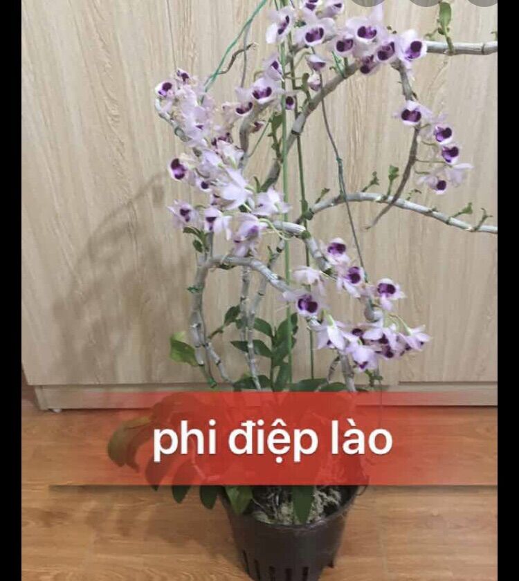 hoa lan phi điệp lào hàng cắt kie