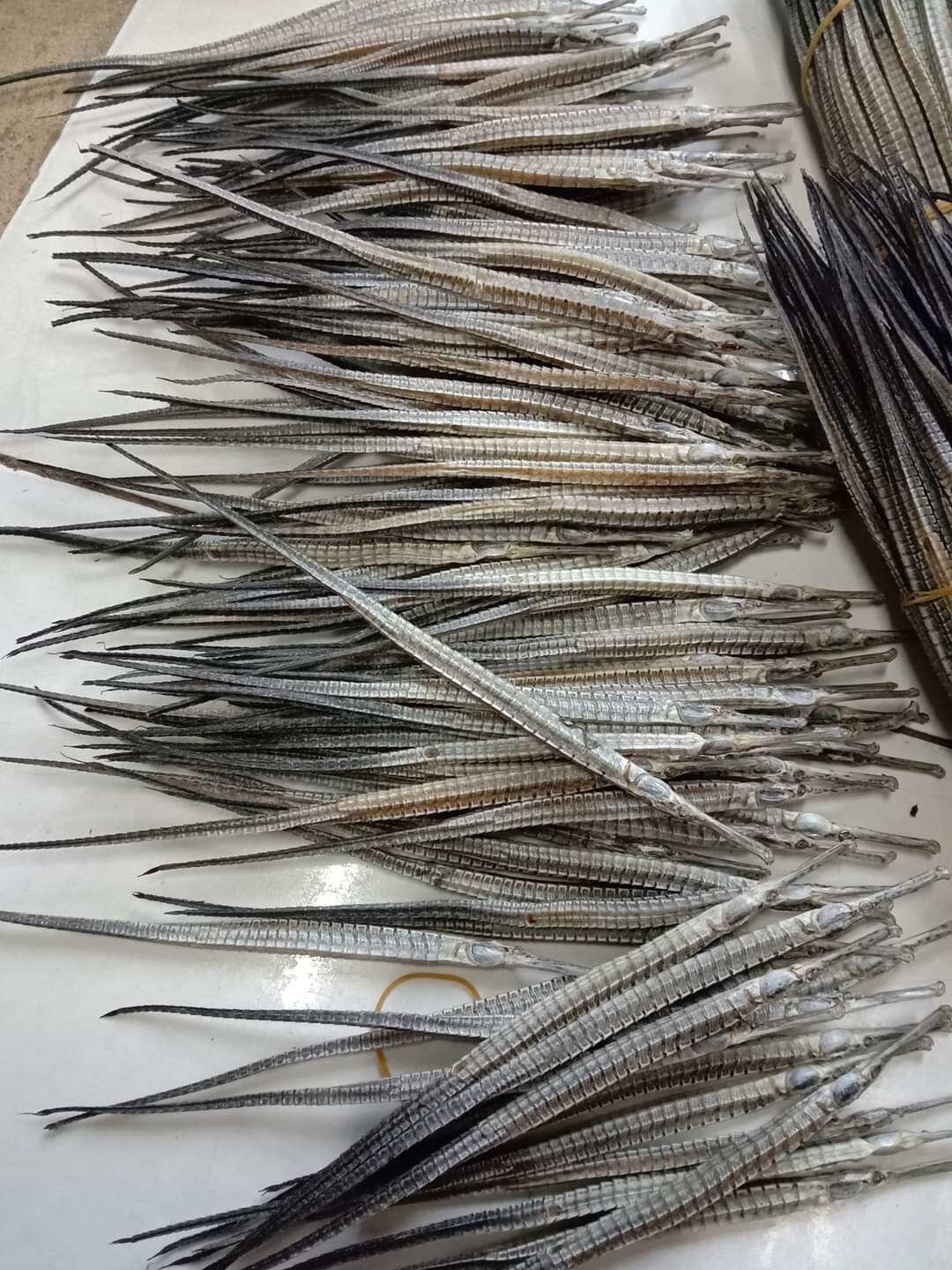 Combo 10 con hai long size nhỏ