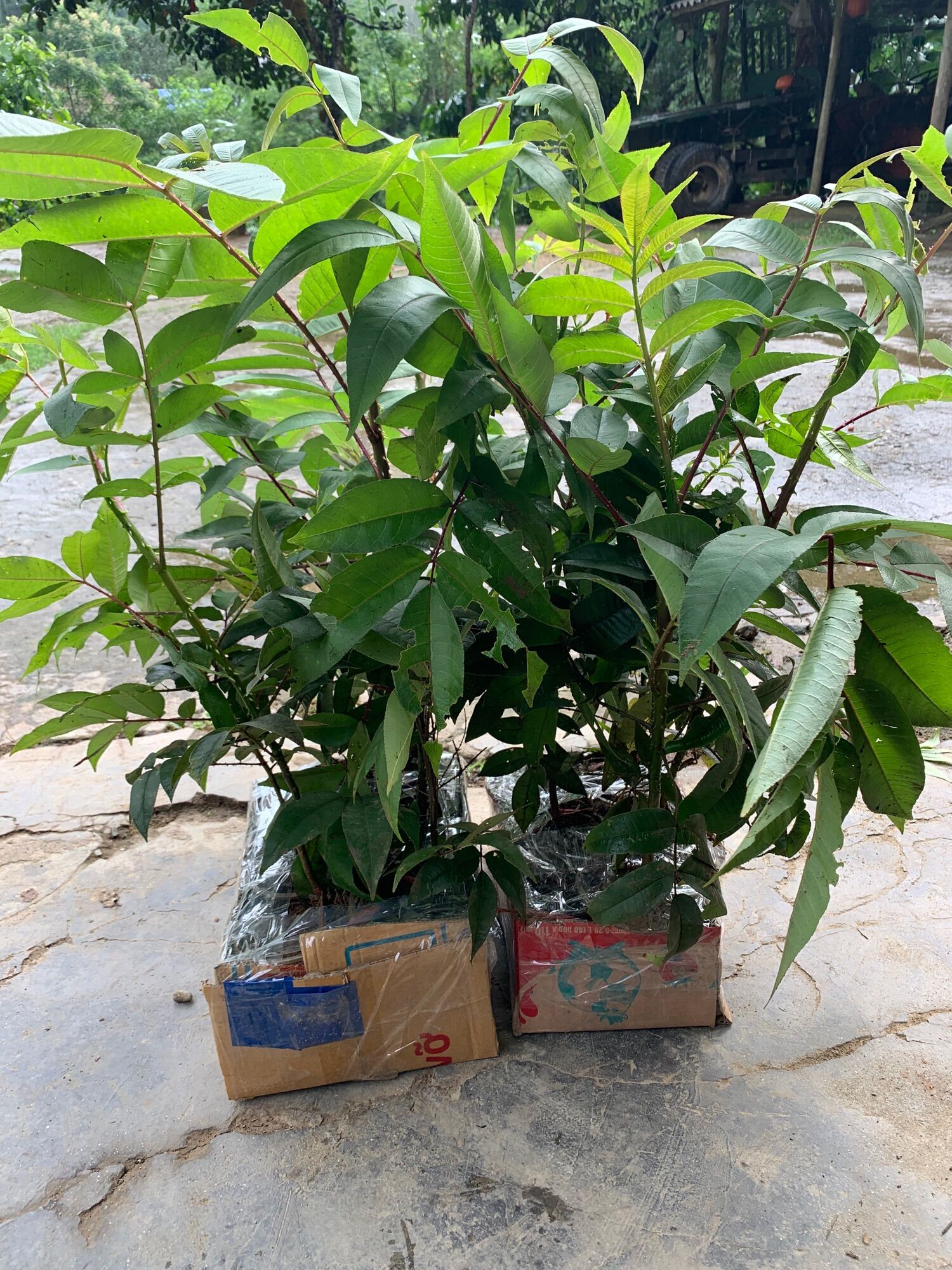 Giống cây Mắc Khén( Mác Khén)