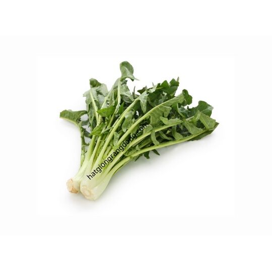 Hạt Giống Bồ Công Anh Chicory Xanh (543) 5gram