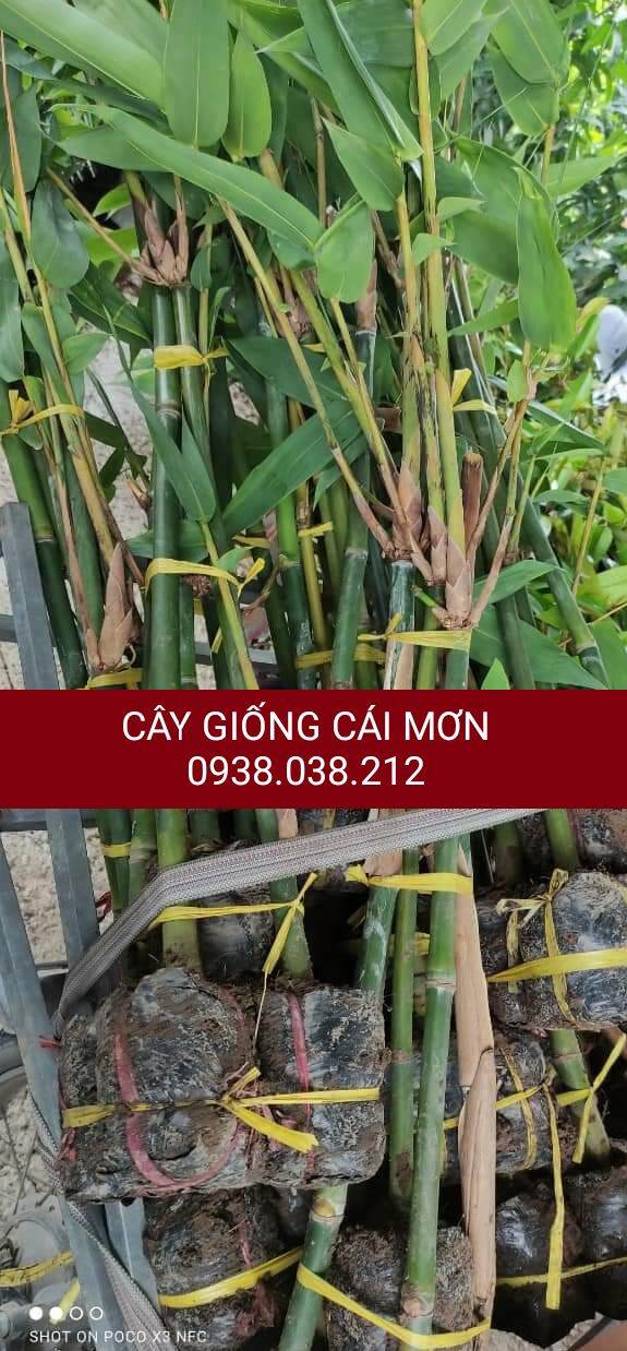 Cây giống tre điền trúc