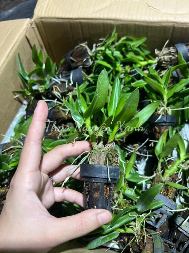 Lan Dendro Nắng Thơm Bà Liễu - Cây Con
