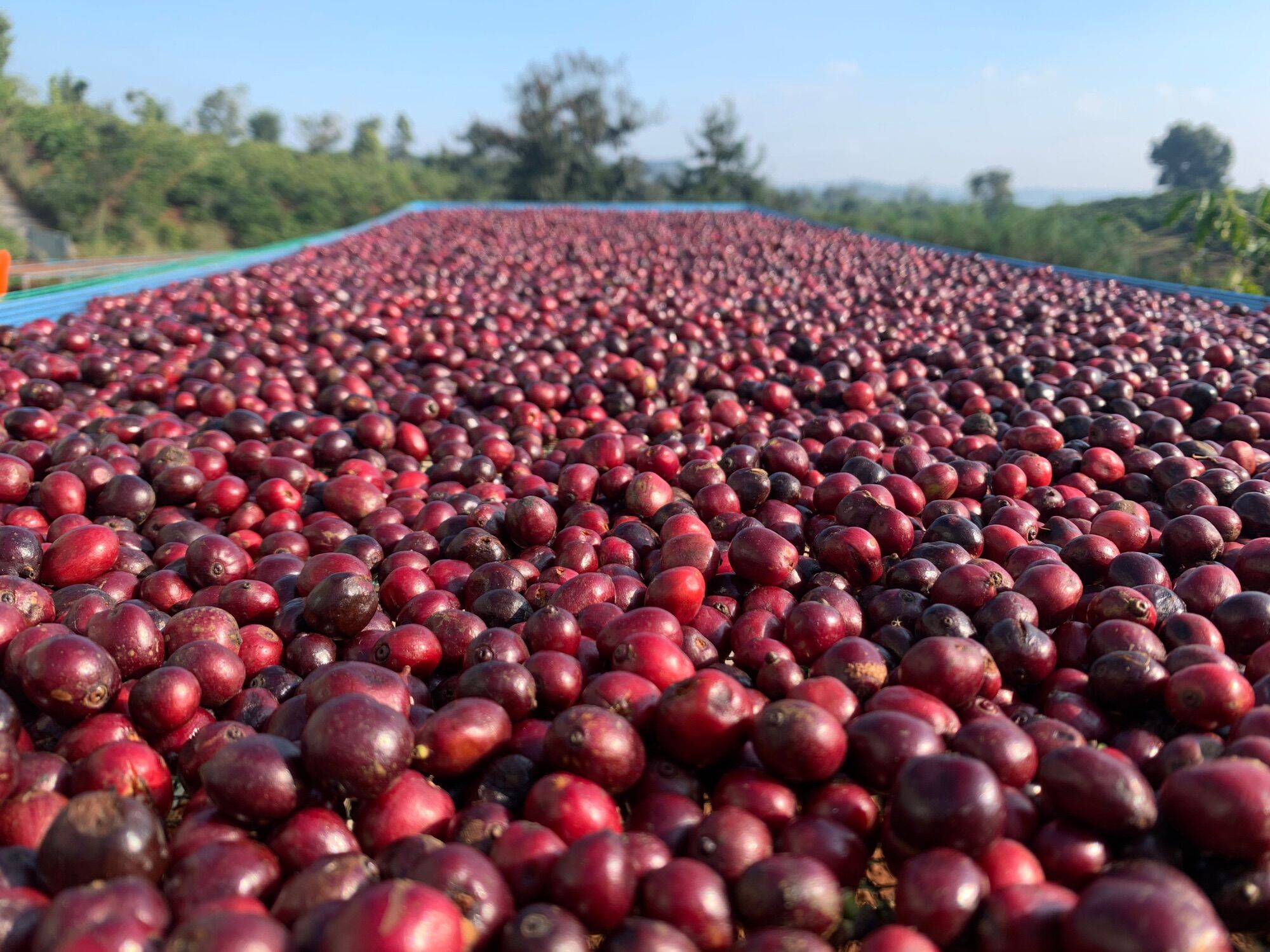 Cà phê rang mộc nguyên chất “ Sơ chế nature”