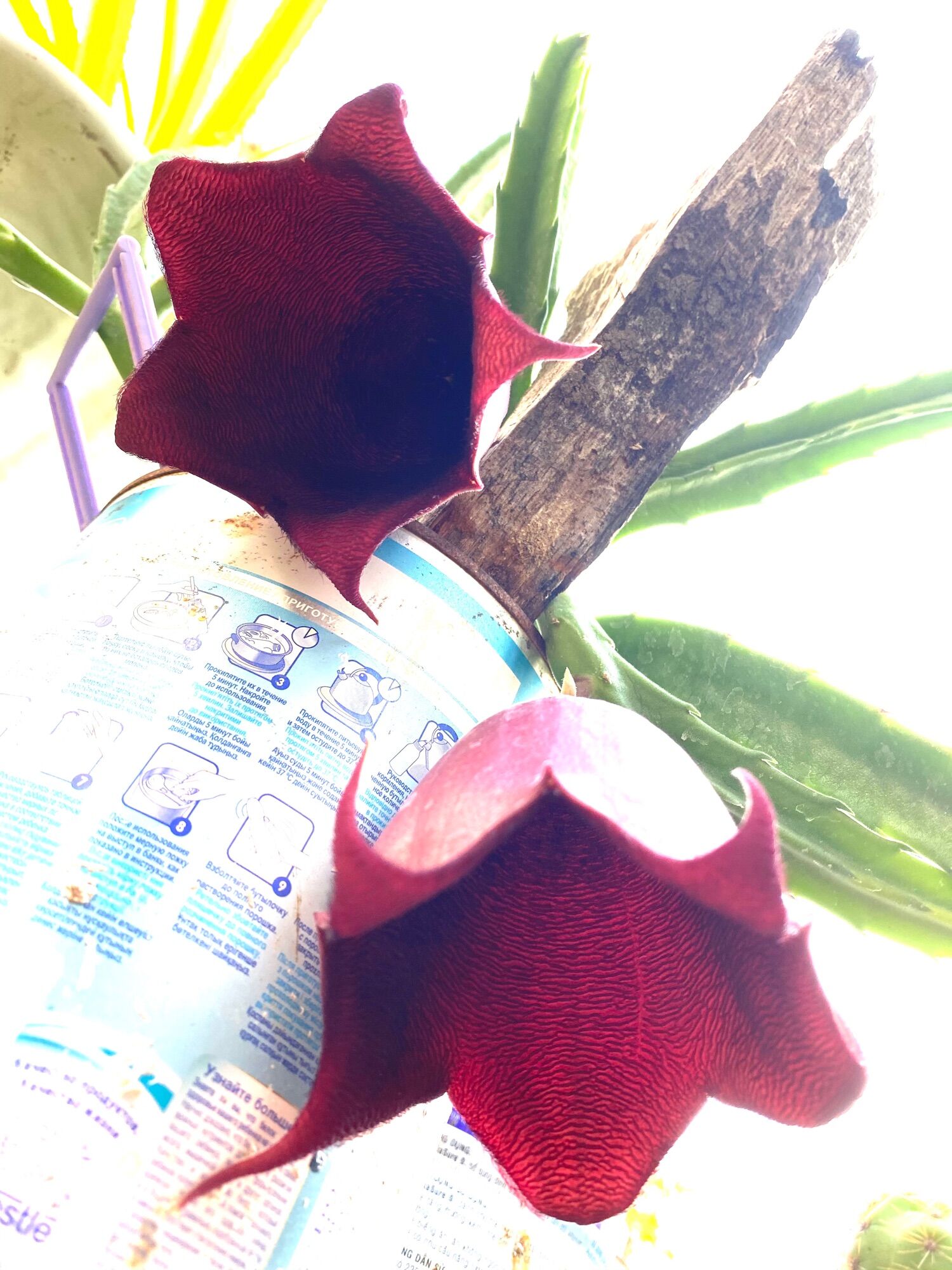 Xương rồng sao biển (Bán nhánh)