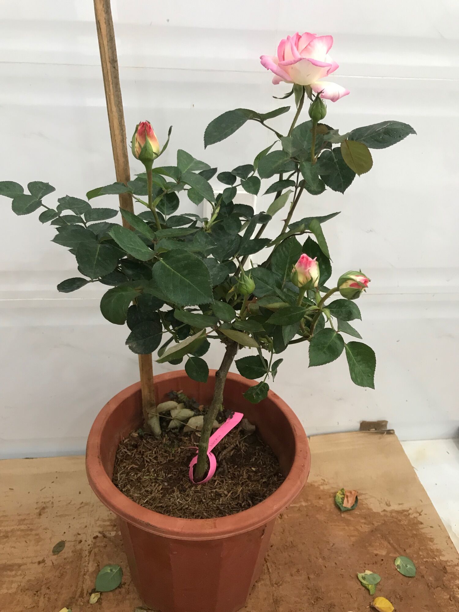 Hoa hồng ngoại tree mini Monaco rose